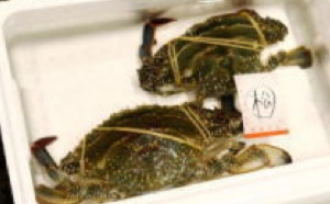 syo04.jpg