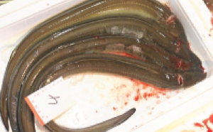 syo11.jpg