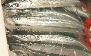 syo21.jpg