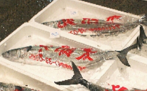 syo22.jpg