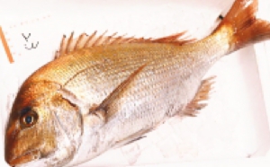 syo29.jpg